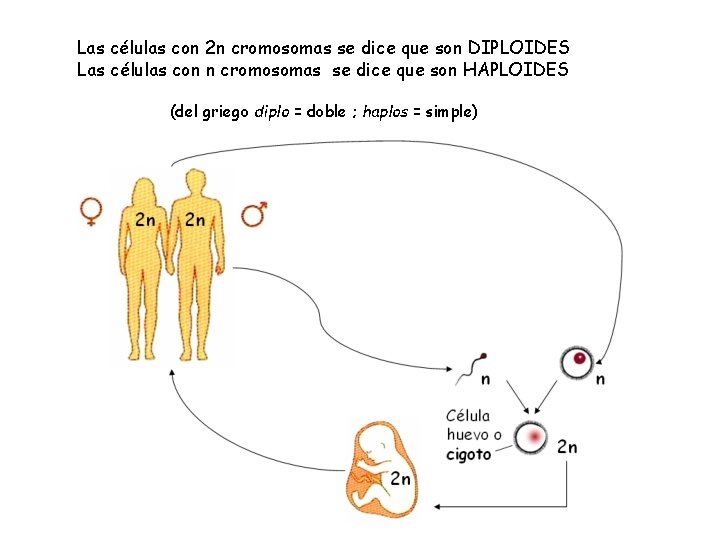 Las células con 2 n cromosomas se dice que son DIPLOIDES Las células con