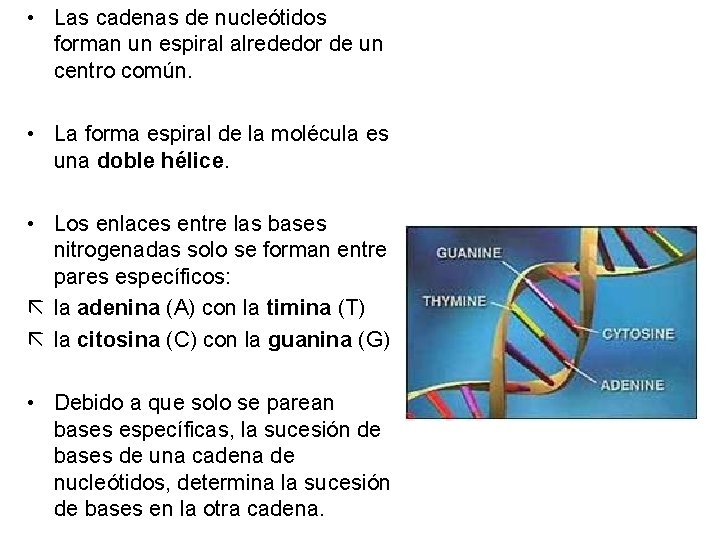  • Las cadenas de nucleótidos forman un espiral alrededor de un centro común.