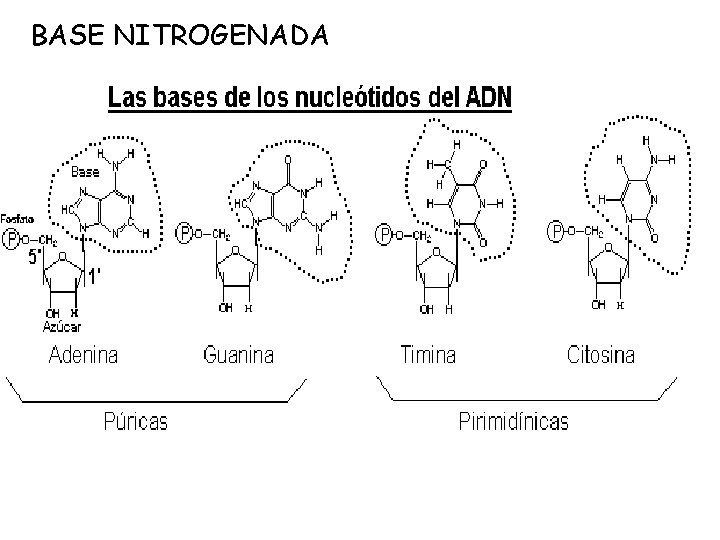 BASE NITROGENADA Son compuestos organicos ciclicos que tienen 2 o mas N. Se asocian