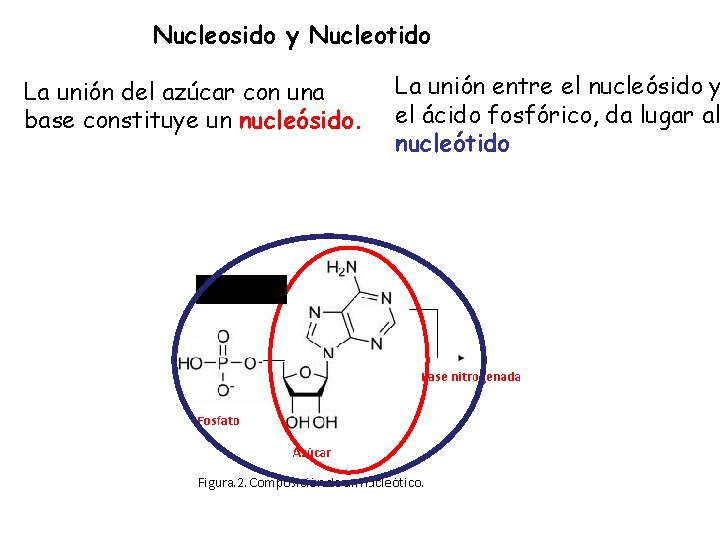 Nucleosido y Nucleotido La unión del azúcar con una base constituye un nucleósido. La