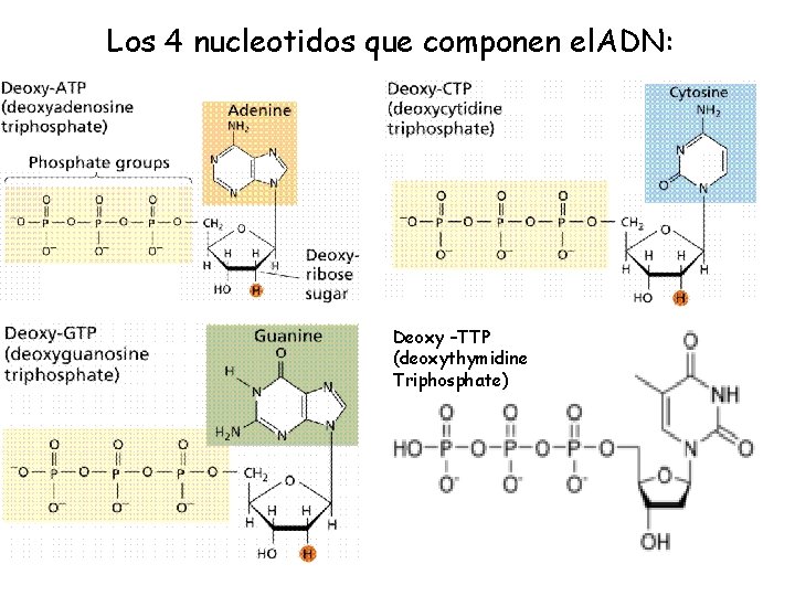 Los 4 nucleotidos que componen el. ADN: Deoxy –TTP (deoxythymidine Triphosphate) 