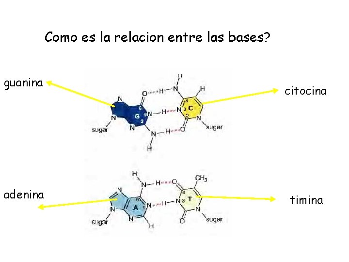 Como es la relacion entre las bases? guanina adenina citocina timina 