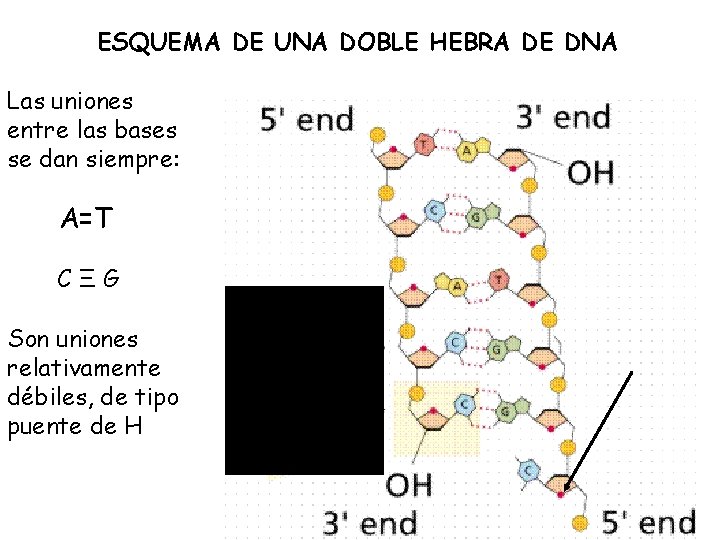 ESQUEMA DE UNA DOBLE HEBRA DE DNA Las uniones entre las bases se dan