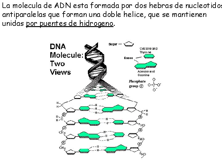 La molecula de ADN esta formada por dos hebras de nucleotidos antiparalelas que forman
