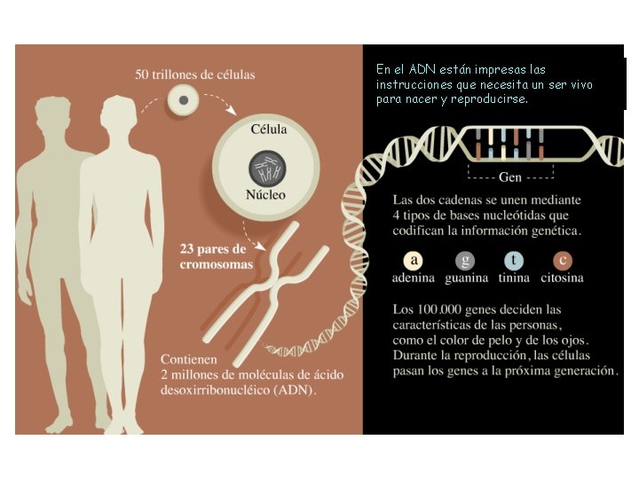En el ADN están impresas las instrucciones que necesita un ser vivo para nacer