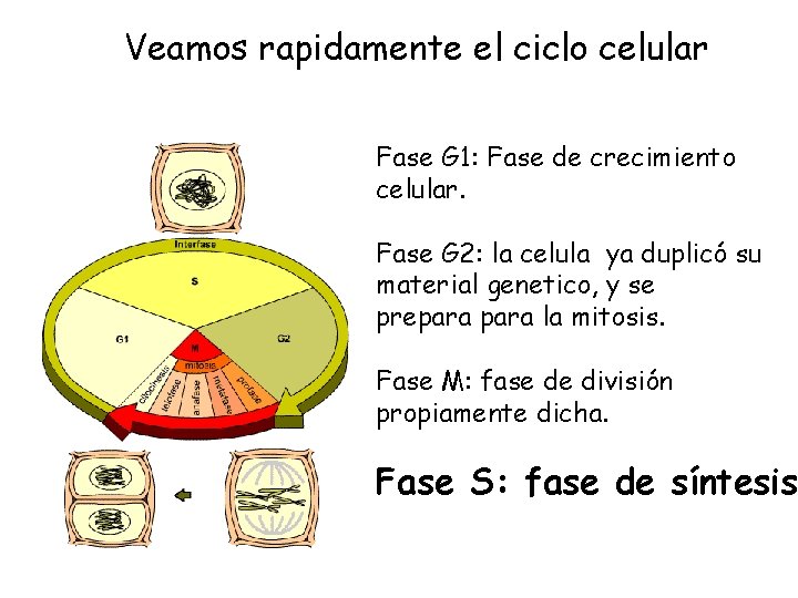 Veamos rapidamente el ciclo celular Fase G 1: Fase de crecimiento celular. Fase G