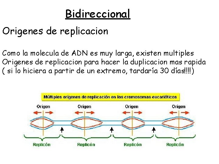 Bidireccional Origenes de replicacion Como la molecula de ADN es muy larga, existen multiples