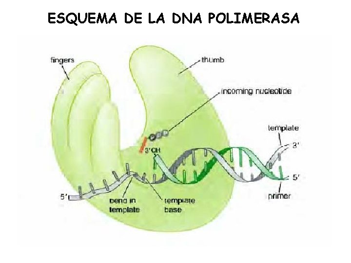 ESQUEMA DE LA DNA POLIMERASA 