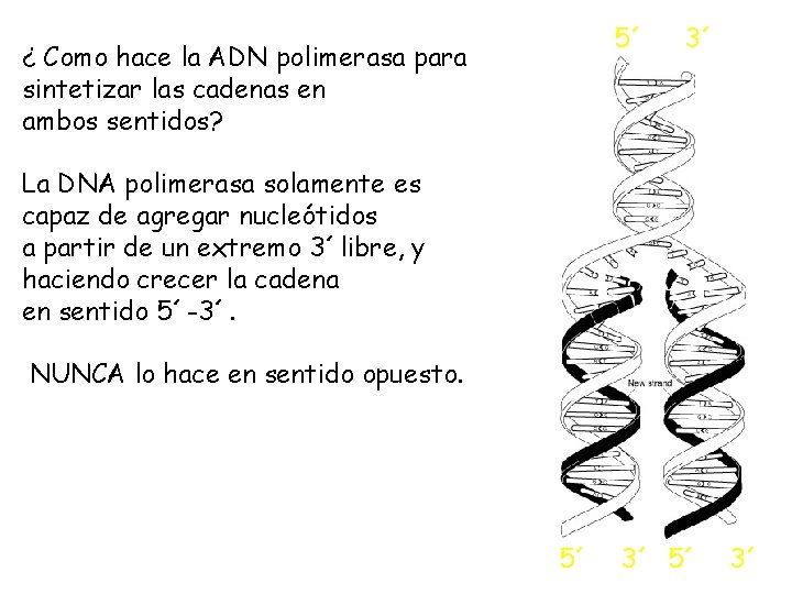 5´ ¿ Como hace la ADN polimerasa para sintetizar las cadenas en ambos sentidos?