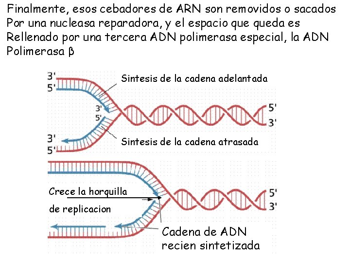 Finalmente, esos cebadores de ARN son removidos o sacados Por una nucleasa reparadora, y