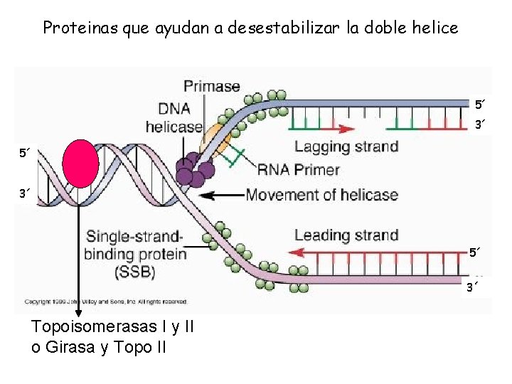 Proteinas que ayudan a desestabilizar la doble helice 5´ 3´ Topoisomerasas I y II