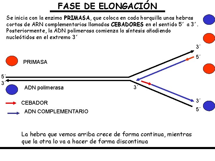 FASE DE ELONGACIÓN Se inicia con la enzima PRIMASA, que coloca en cada horquilla