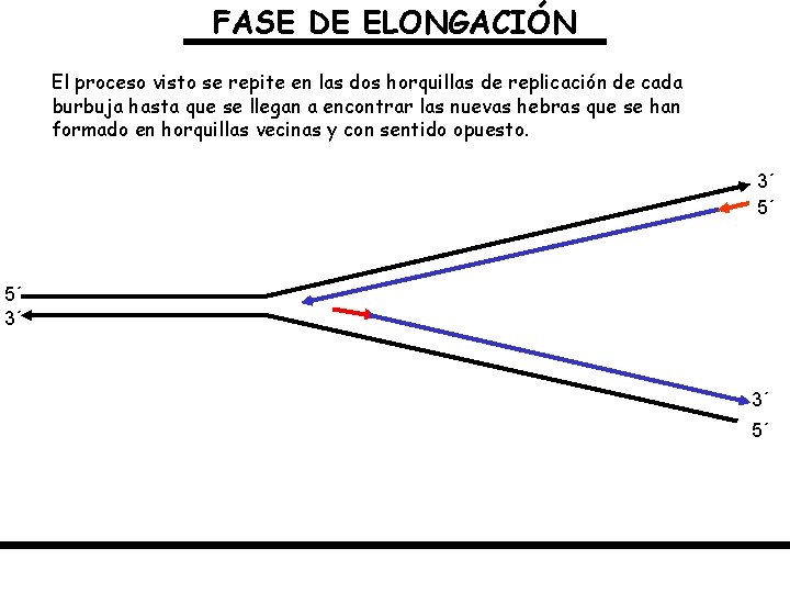 FASE DE ELONGACIÓN El proceso visto se repite en las dos horquillas de replicación