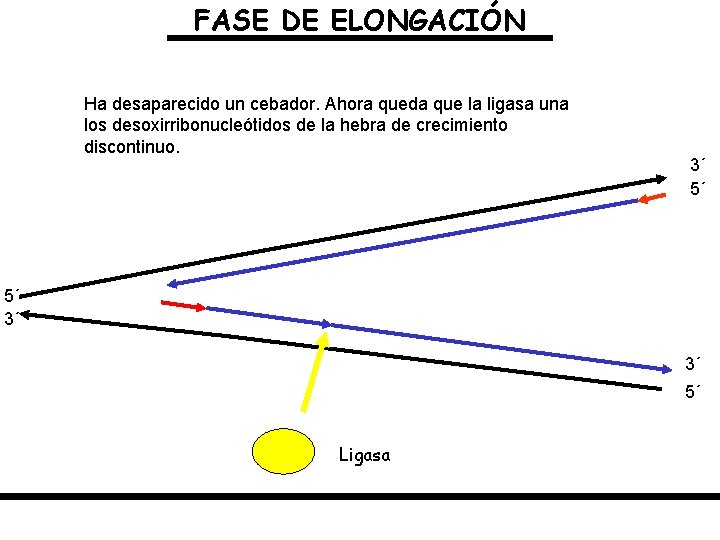 FASE DE ELONGACIÓN Ha desaparecido un cebador. Ahora queda que la ligasa una los