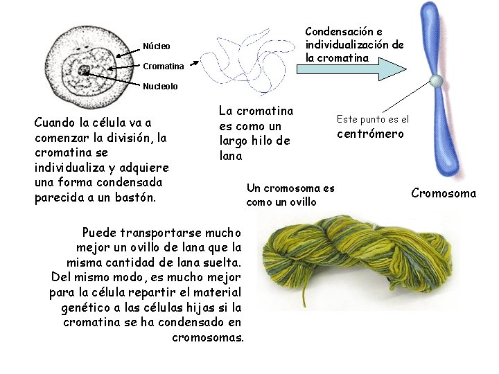 Condensación e individualización de la cromatina Núcleo Cromatina Nucleolo Cuando la célula va a