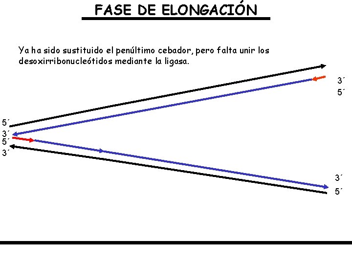 FASE DE ELONGACIÓN Ya ha sido sustituido el penúltimo cebador, pero falta unir los