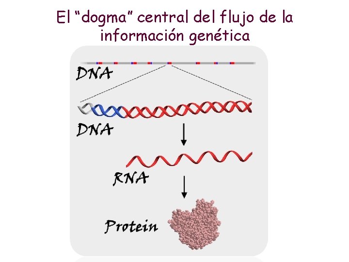 El “dogma” central del flujo de la información genética 