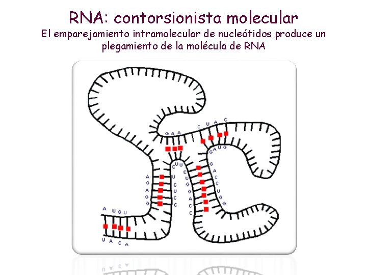 RNA: contorsionista molecular El emparejamiento intramolecular de nucleótidos produce un plegamiento de la molécula