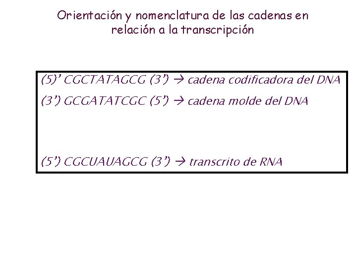 Orientación y nomenclatura de las cadenas en relación a la transcripción (5)’ CGCTATAGCG (3’)