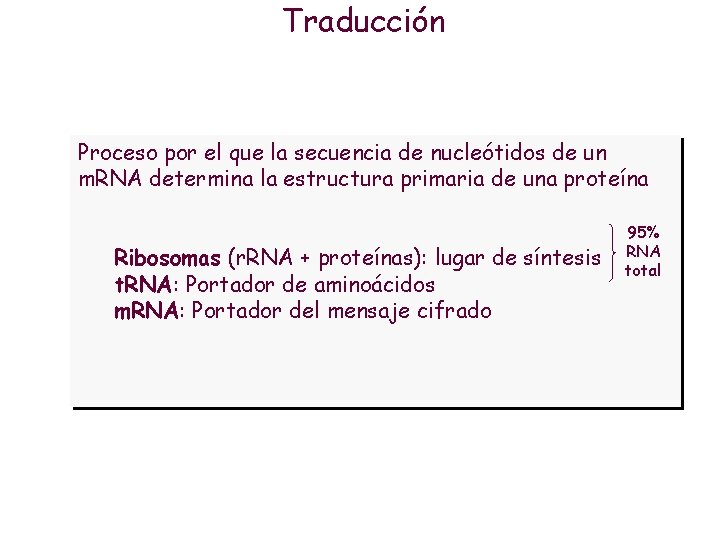 Traducción Proceso por el que la secuencia de nucleótidos de un m. RNA determina