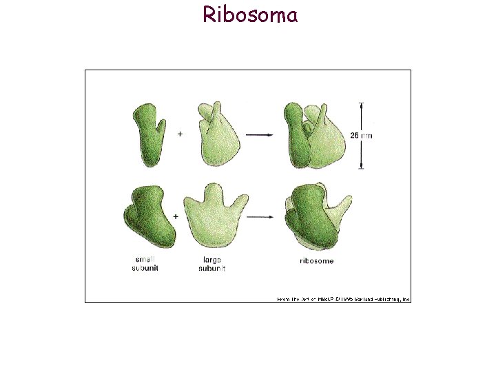 Ribosoma 