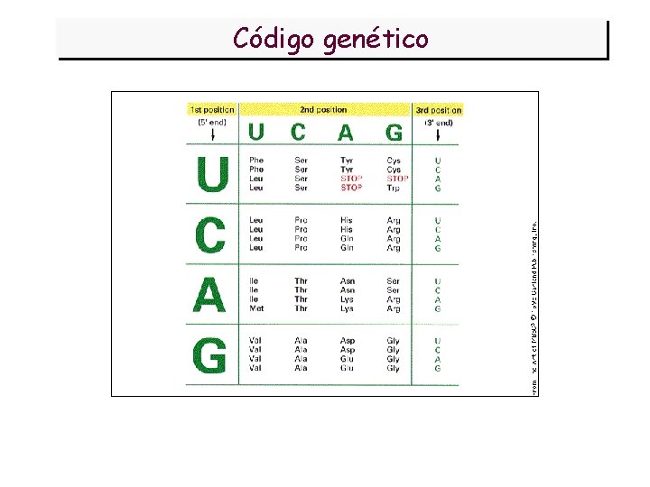 Código genético 