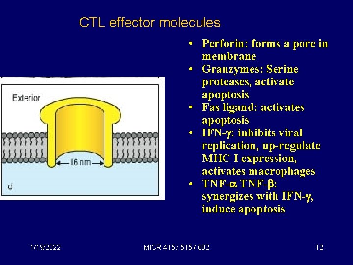 CTL effector molecules • Perforin: forms a pore in membrane • Granzymes: Serine proteases,