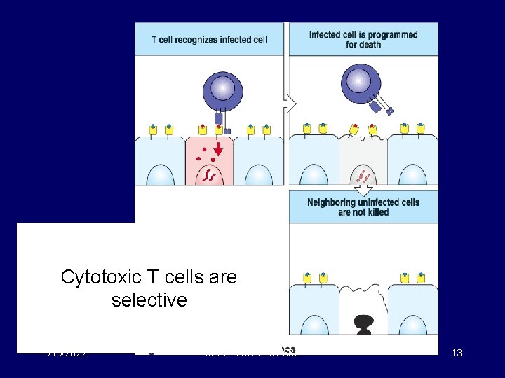 Cytotoxic T cells are selective 1/19/2022 MICR 415 / 515 / 682 13 