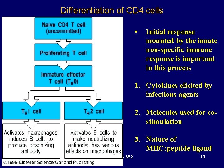 Differentiation of CD 4 cells • Initial response mounted by the innate non-specific immune