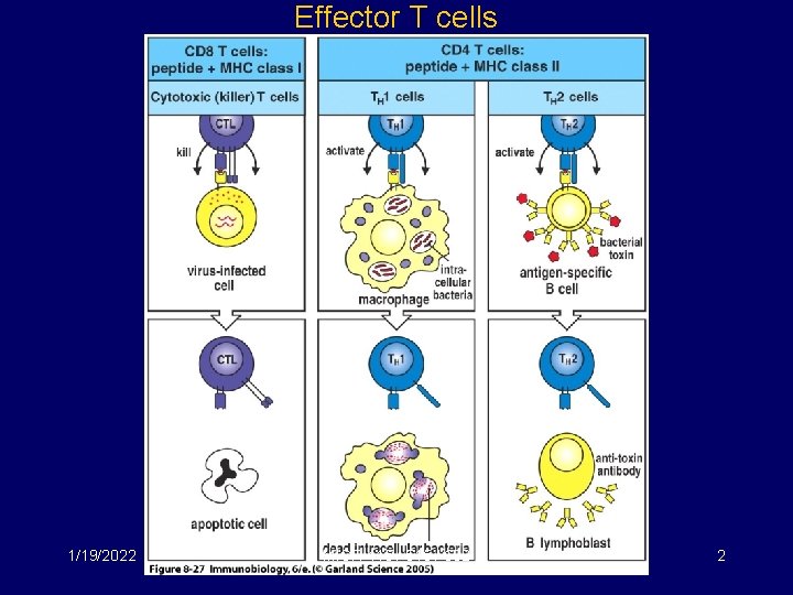Effector T cells 1/19/2022 MICR 415 / 515 / 682 2 