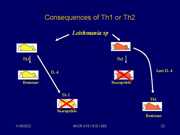 Consequences of Th 1 or Th 2 Leishmania sp Th 1 Th 2 Anti-IL-4