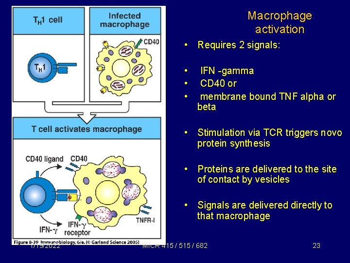 Macrophage activation • Requires 2 signals: • • • IFN -gamma CD 40 or