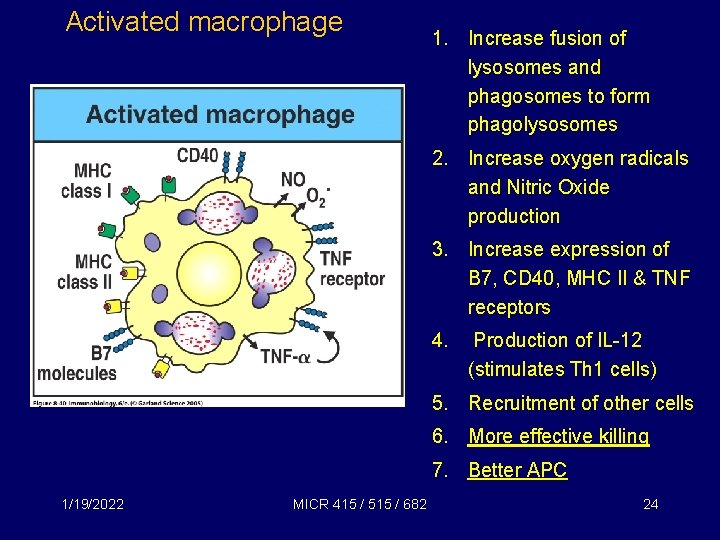 Activated macrophage 1. Increase fusion of lysosomes and phagosomes to form phagolysosomes 2. Increase