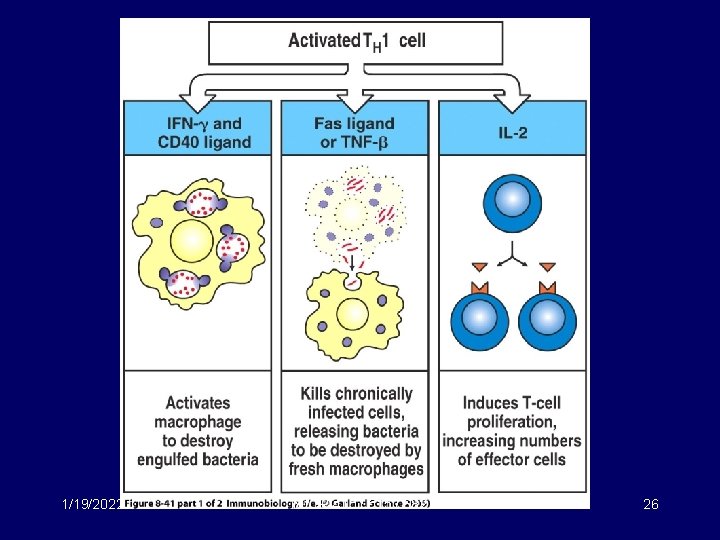 1/19/2022 MICR 415 / 515 / 682 26 