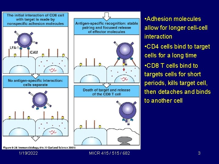  • Adhesion molecules allow for longer cell-cell interaction • CD 4 cells bind