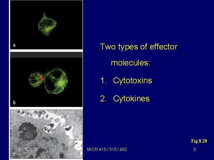 Two types of effector molecules: 1. Cytotoxins 2. Cytokines Fig 8. 28 1/19/2022 MICR