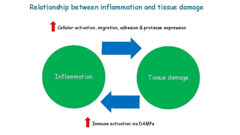 Relationship between inflammation and tissue damage Cellular activation, migration, adhesion & protease expression Inflammation