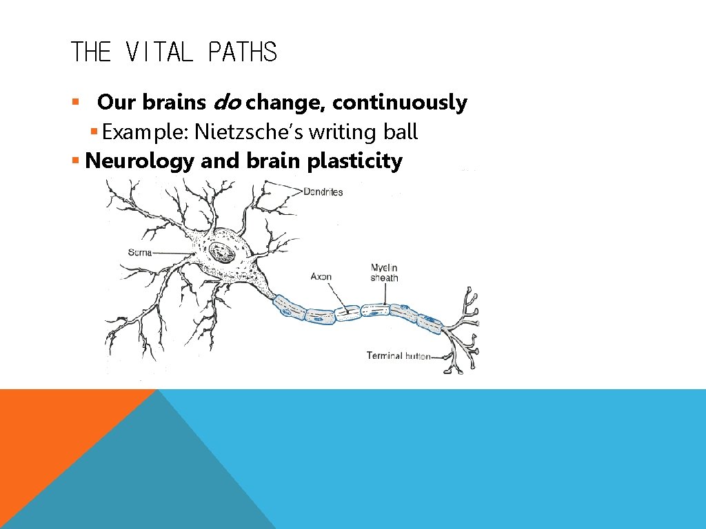 THE VITAL PATHS § Our brains do change, continuously § Example: Nietzsche’s writing ball