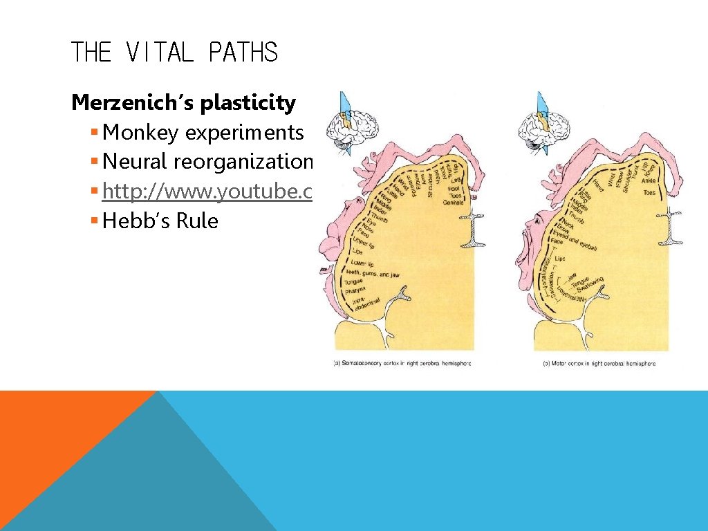 THE VITAL PATHS Merzenich’s plasticity § Monkey experiments § Neural reorganization § http: //www.