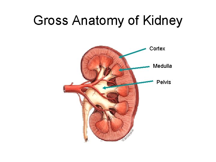 Gross Anatomy of Kidney Cortex Medulla Pelvis 