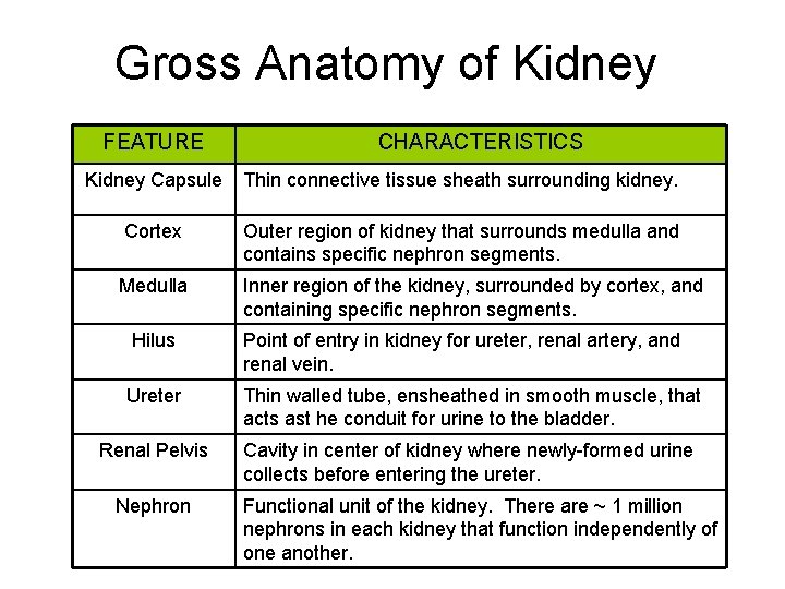 Gross Anatomy of Kidney FEATURE CHARACTERISTICS Kidney Capsule Thin connective tissue sheath surrounding kidney.