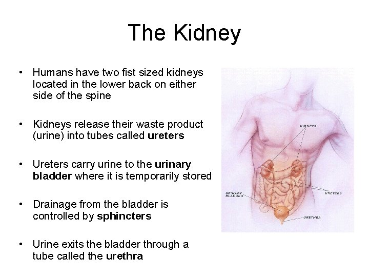 The Kidney • Humans have two fist sized kidneys located in the lower back