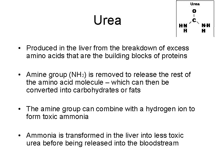 Urea • Produced in the liver from the breakdown of excess amino acids that