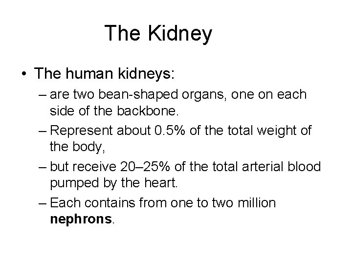 The Kidney • The human kidneys: – are two bean-shaped organs, one on each