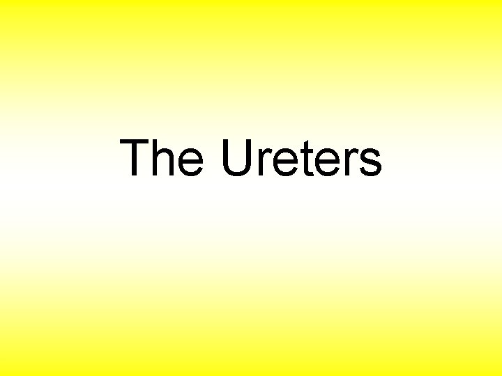 The Ureters 