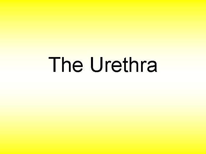 The Urethra 