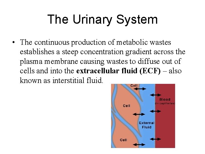 The Urinary System • The continuous production of metabolic wastes establishes a steep concentration