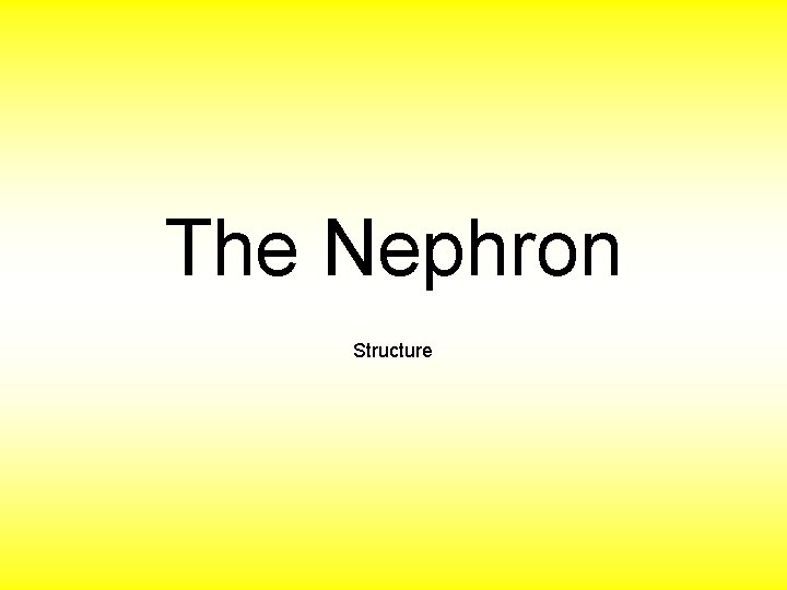 The Nephron Structure 