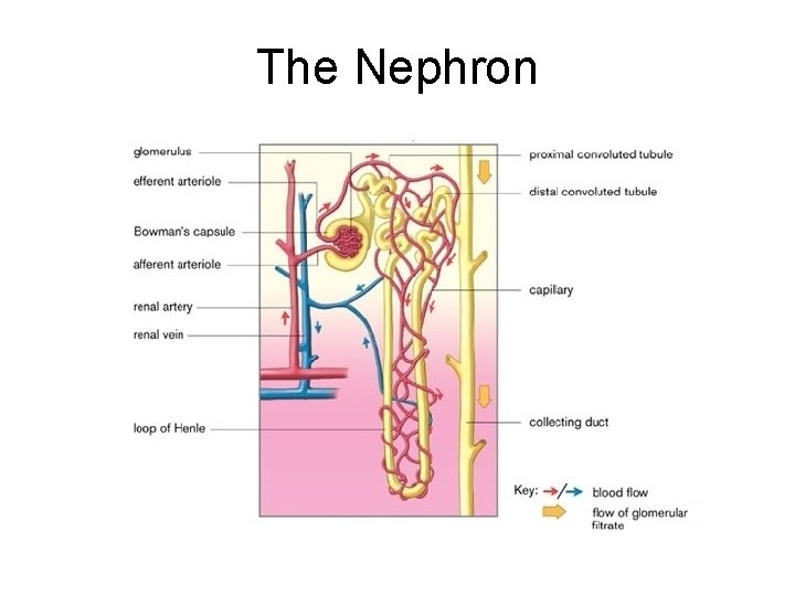 The Nephron 