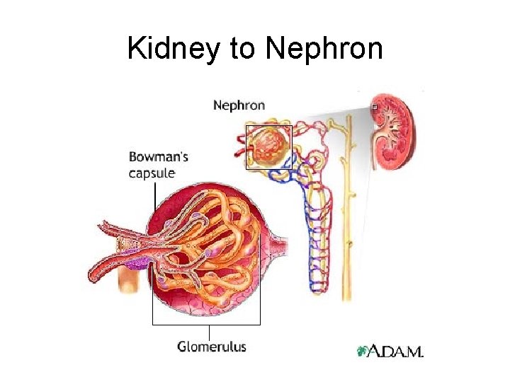 Kidney to Nephron 